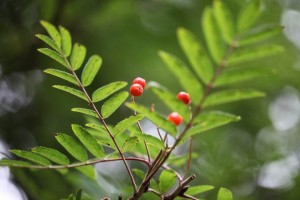 Parc des Moutiers (5)