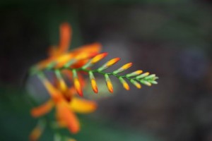 Parc des Moutiers (6)