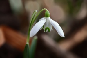 Schneeglöckchen-(2)