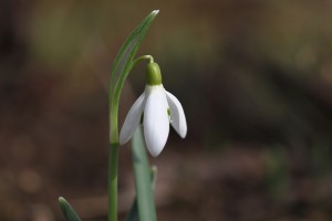 Schneeglöckchen-(3)