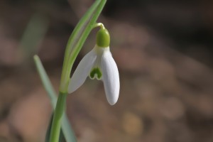 Schneeglöckchen