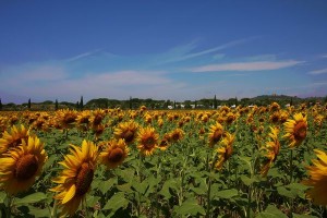 Sonnenblumen