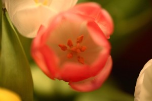 Tulpen-(2)
