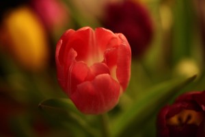 Tulpen-(3)