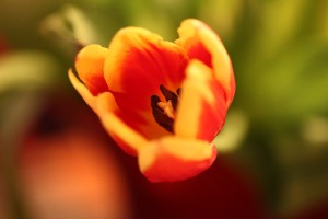 Tulpen-(4)