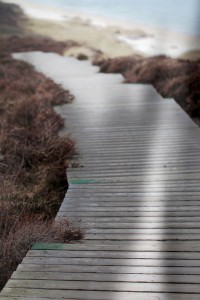 Braderupper-Heide-auf-Sylt-(3)