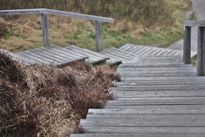 Braderupper-Heide-auf-Sylt-(5)