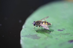 Große Sumpfschwebfliege