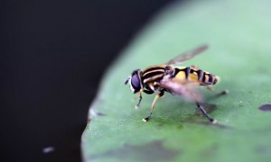 Helophilus trivittatus - Große Sumpfschwebfliege  (2)