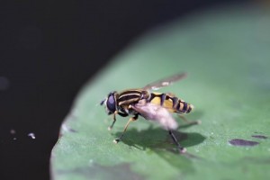Helophilus trivittatus - Große Sumpfschwebfliege  (4)