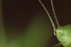 Punktierten-Zartschrecke