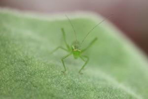 Larve der Punktierten Zartschrecke - Leptophyes punctatissima (15)