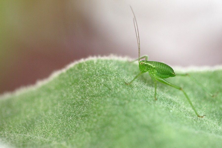 Punktierte Zartschrecke
