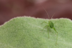 Larve der Punktierten Zartschrecke - Leptophyes punctatissima (19)