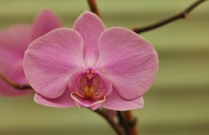 Orchidee I (2)