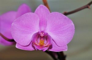 Orchidee I (3)