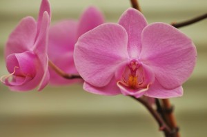 Orchidee I (4)
