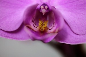 Orchidee I (5)
