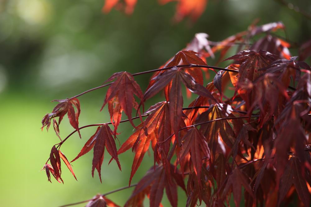 Sonnenstrahlen nach dem Regen auf einem Ahorn