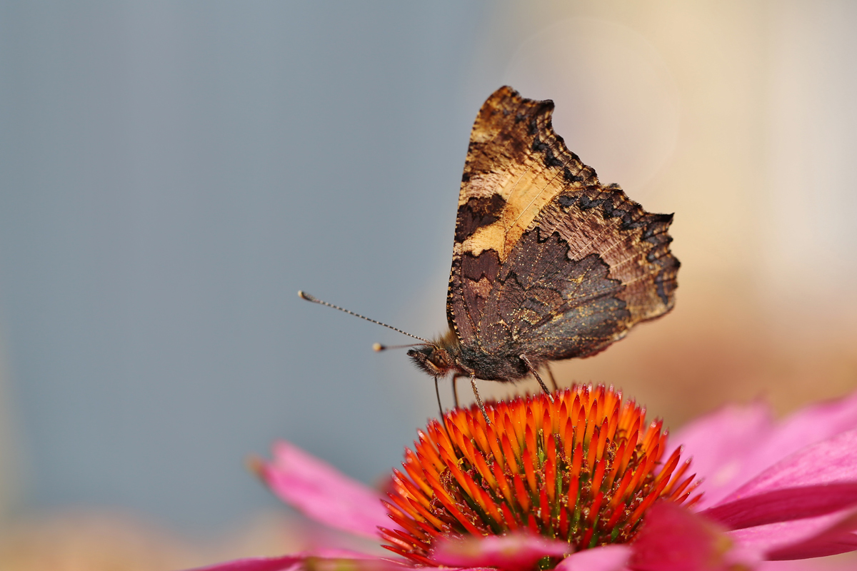 Der kleiner Fuchs (Aglais urticae)