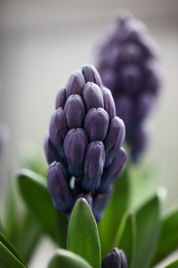 hyazinthe   (2)