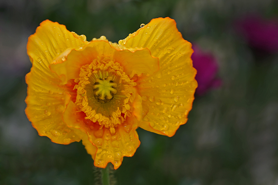 mohnbluete_11_bilder_methode_b