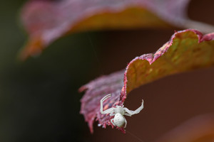 veränderliche-Krabbenspinne-2