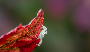 veränderliche-Krabbenspinne