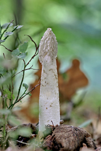 Morchel-(Phallus-impudicus)1-1200-px