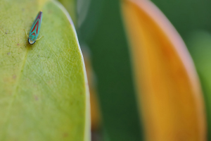 Rhododendronzikade-(Graphocephala-fennahi)-(1)