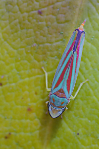 Rhododendronzikade-(Graphocephala-fennahi)-(2)