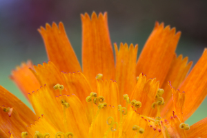 orangerotes-Habichtskraut-1200px