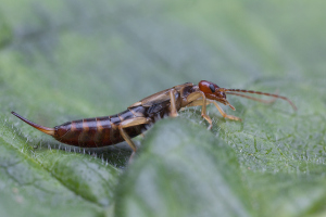 Ohrenkneifer-1200-px