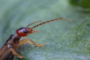 Ohrenkneifer-Detail-1200-px