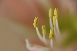 Staubfäden der Amaryllis