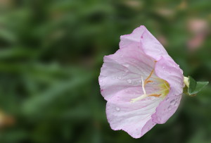 Oenothera Nachtkerze 15 Bilder