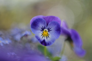 Stiefmütterchen-Pancolar