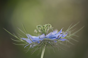 Jungfer-im-Grünen-1200-px