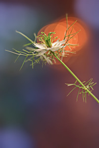 Jungfer-im-Grünen-1200px