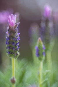Lavendel-Blüte-Meyer-Görlitz-Trio-1200px