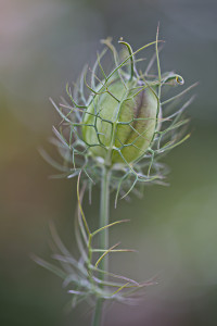 Jungfer-im-Grünen-1200-px 2