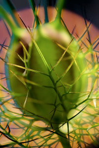 Jungfer im Grünen_1200px