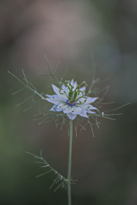 Jungfer-im-Grüner-1200px