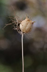 Jungfer-im-Grünen-1200-px