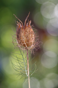 Jungfer-im-Grünen-1200px