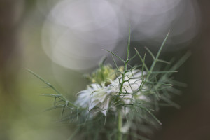 Nigella-damascena-1200-px