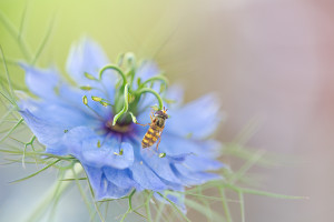 Nigella-mit-Schwebfliege1200px