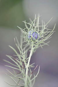 junge-nigella-1200px