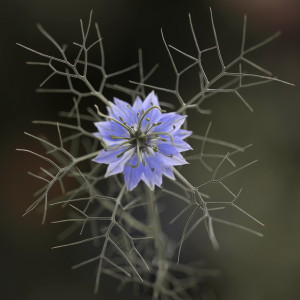 jungfer_im_gruenen_1200_px_29_560