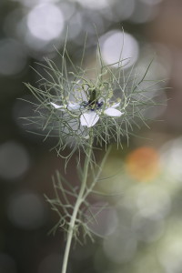 nigella_1200-px